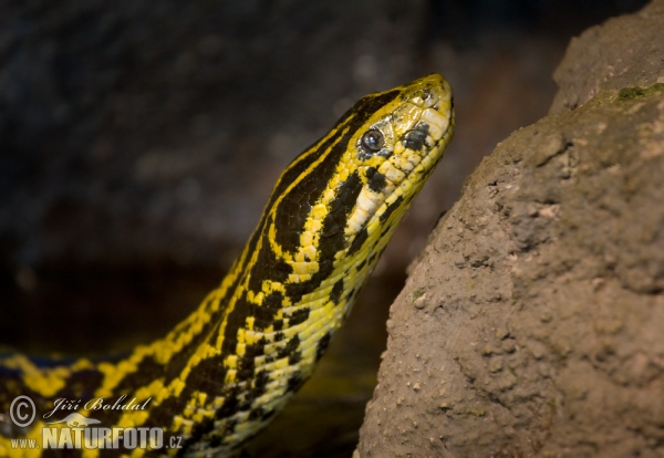 Anaconda du Paraguay, Anaconda curiyú