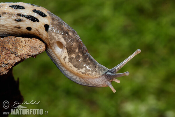 Ashy-grey Ash-black Slug (Limax cinereoniger)
