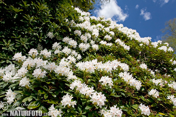 Azalea-Rododendro