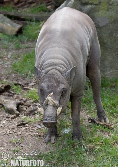 Babirusa