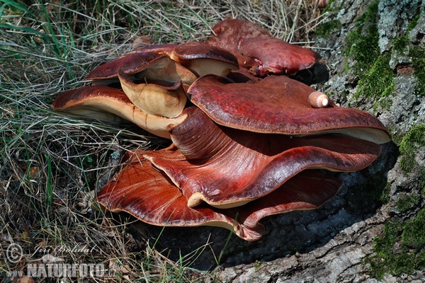 Beefsteak Fungus Mushroom (Fistulina hepatica)