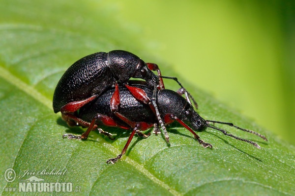 Beetle (Otiorhynchus tenebricosus)