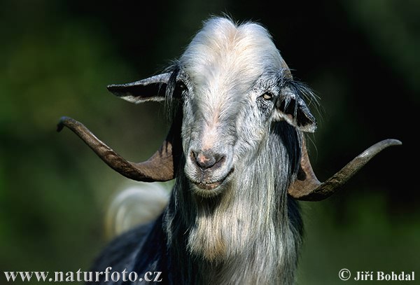 billy goat 270