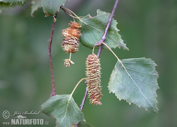 Birch (Betula pendula)