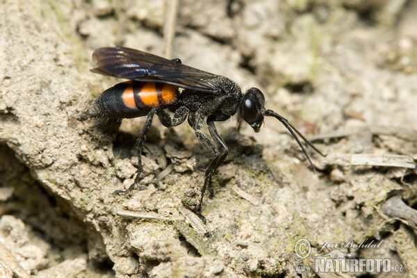 Black Banded Spider Wasp (Anoplius viaticus)