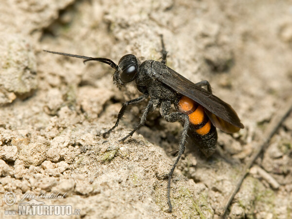 Black Banded Spider Wasp (Anoplius viaticus)