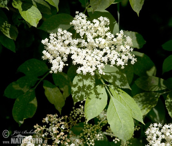 Black Elder (Sambucus nigra)