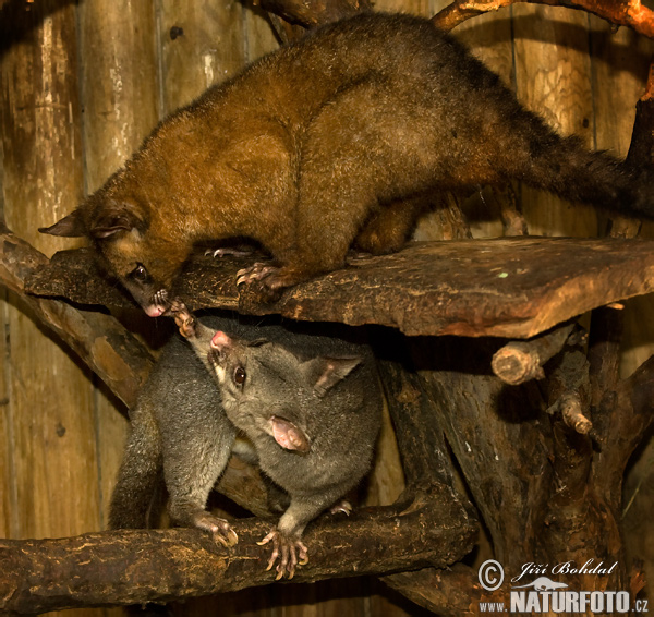 Brush-tailed Phalanger