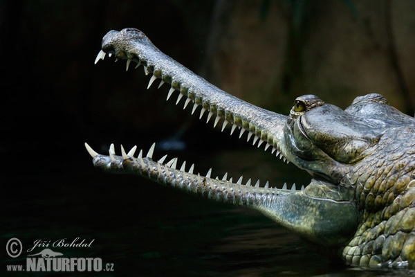 Cá sấu Ấn Độ