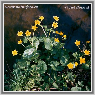 Caltha palustris