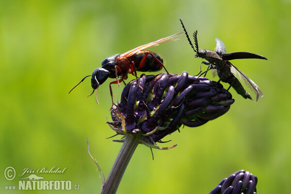 Camponotus herculeanus