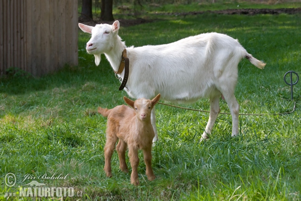 Capra aegagrus hircus Pictures, Domestic Goat Images, Nature Wildlife