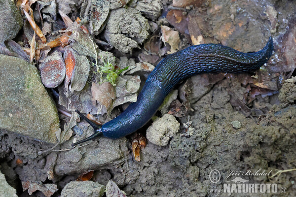 Carpathian Blue Slug (Bielzia coerulans)