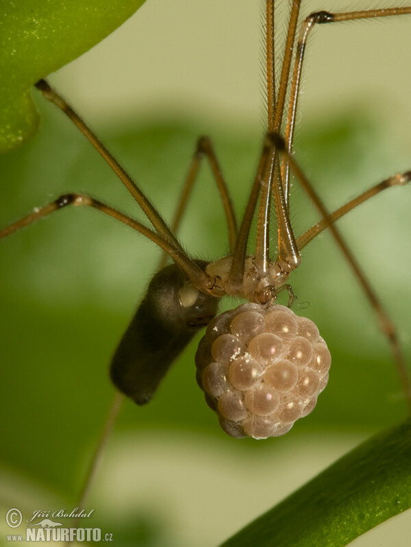 Cellar Spider (Pholcus phalangioides)