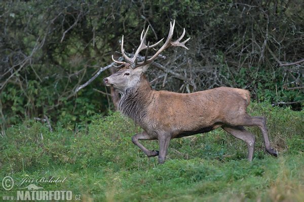 Cerf élaphe