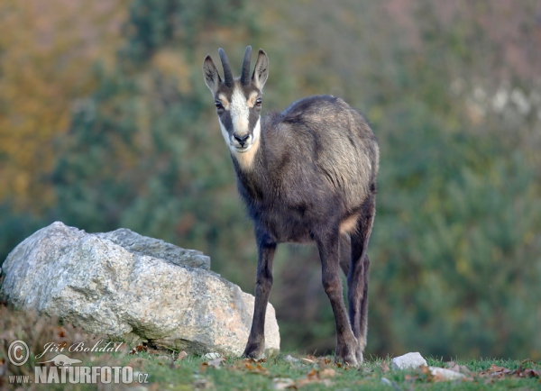 Chamois (Rupicapra rupicapra)