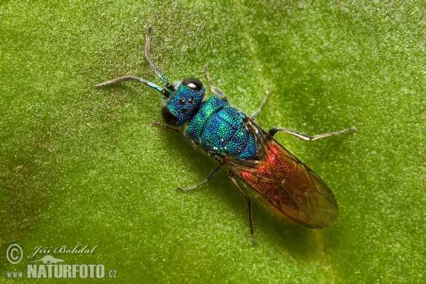 Chrysis (Chrysis sp.)