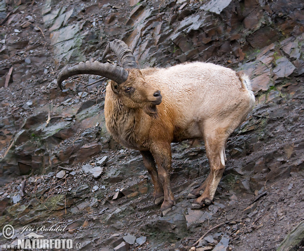 Chèvre du, Caucase occidental