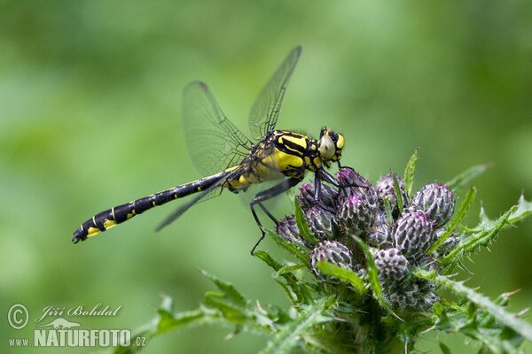 Club-tailed Dragonfly (Gomphus vulgatissimus)