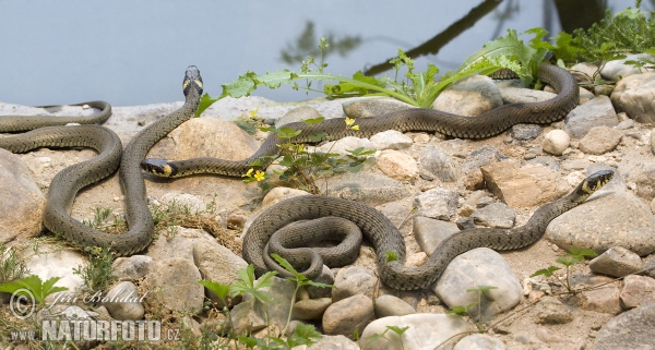 Cobra-de-água-de-colar