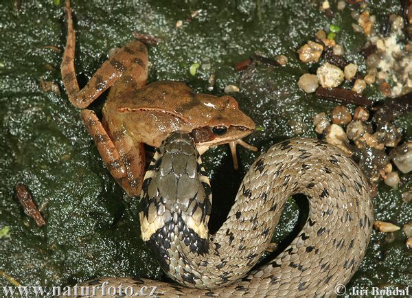 Cobra-de-água-de-colar