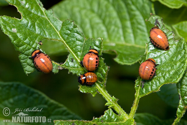 Colorado Potato Beetle (Leptinotarsa decemlineata)