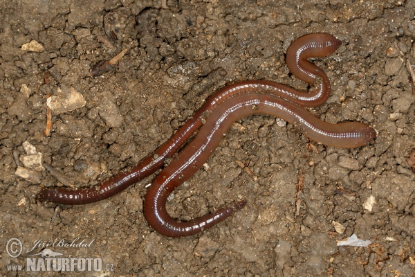 Common Earthworm (Lumbricus terrestris)