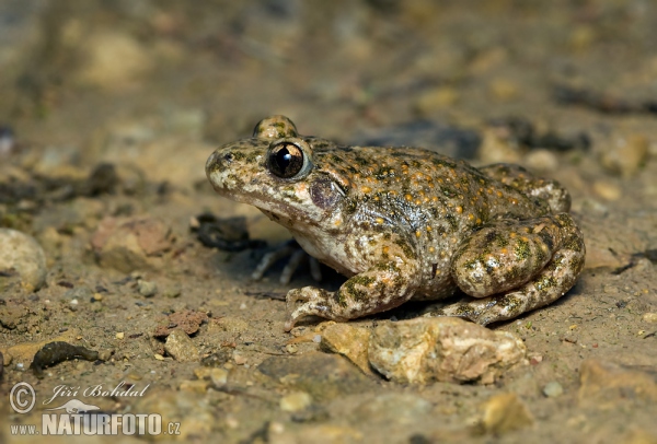 Common Midwife Toad (Alytes obstetricans)