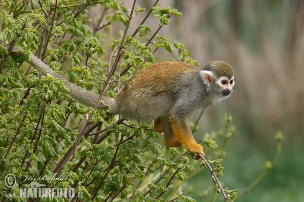 Common Squirrel Monkey (Saimiri sciureus)