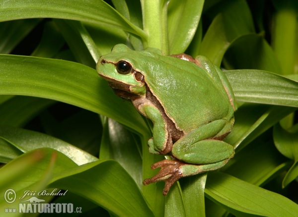Common Tree Frog (Hyla arborea)