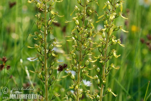 Common Twayblade (Listera ovata)