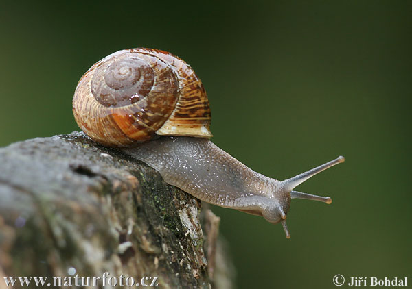 [Linked Image von naturephoto-cz.com]