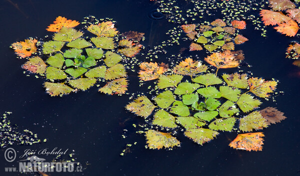 Củ ấu