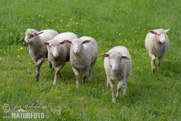 Domača ovca