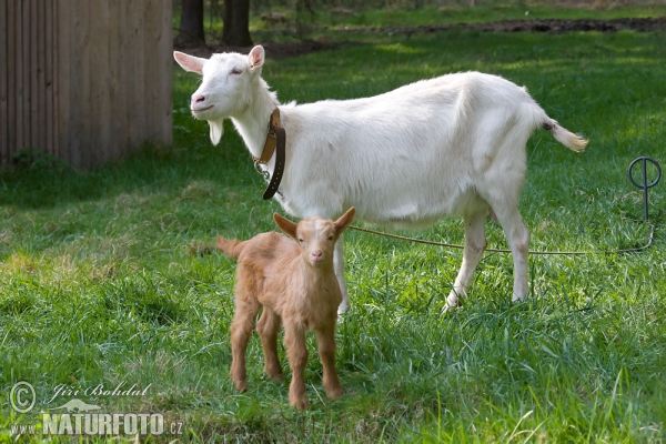 Domestic Goat (Capra aegagrus hircus)