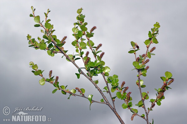 Dwarf Birch (Betula nana)