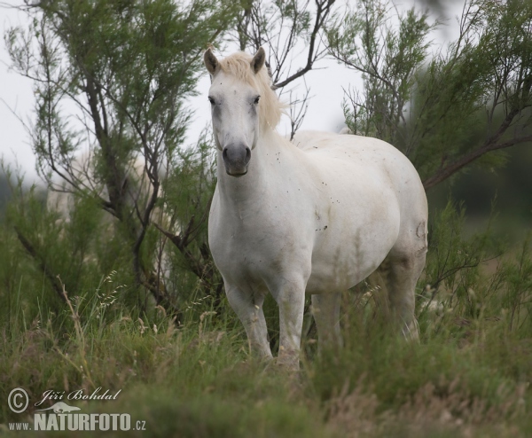 Equus ferus caballus