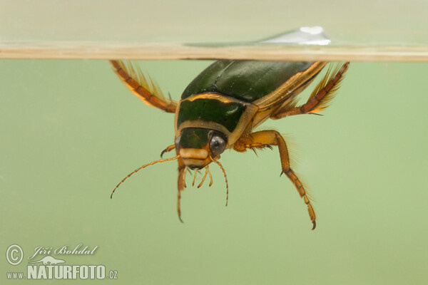 Escarabajo buceador