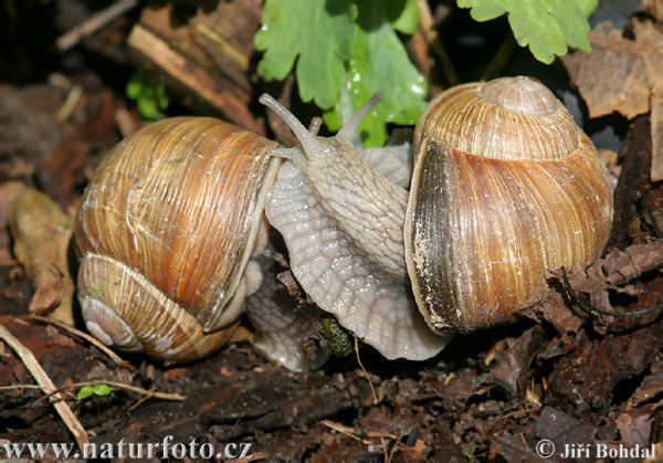 Escargot de Bourgogne