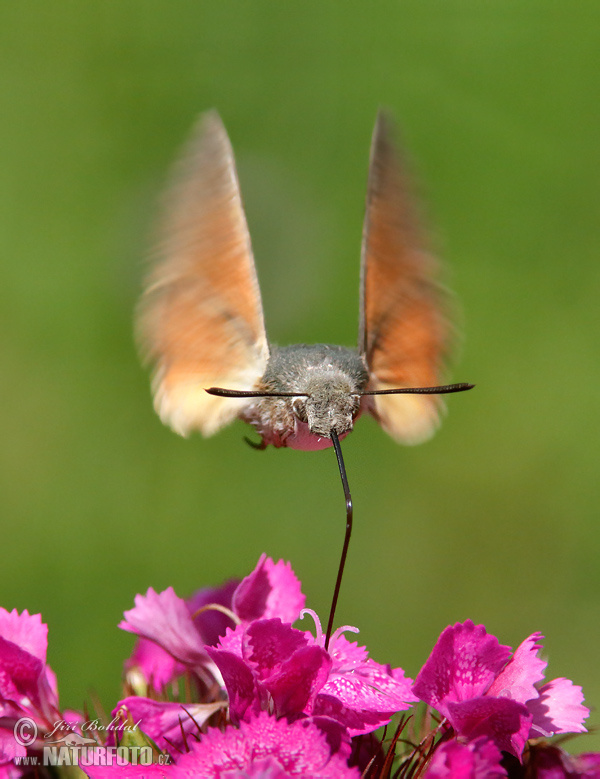 Esfinge colibrí