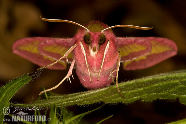 Esfinge morada pequeña