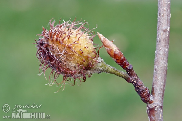 Fagus sylvatica