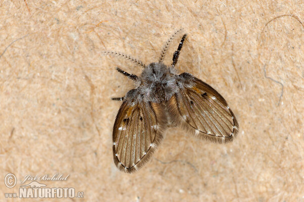 Fly (Clogmia albipunctata)