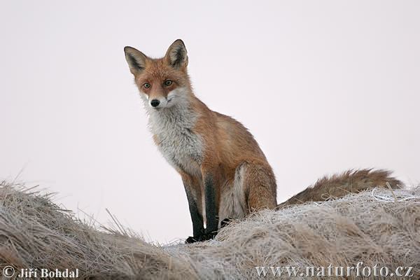 fox-7594.jpg