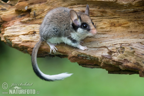 Garden Dormouse (Eliomys quercinus)