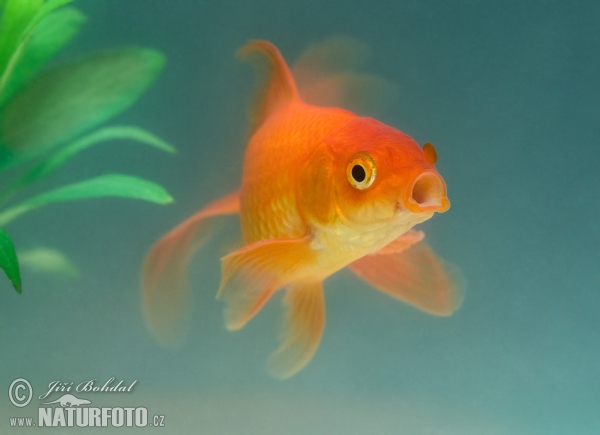 Goldfish China (Carassius auratus auratus var. bicaudatus)