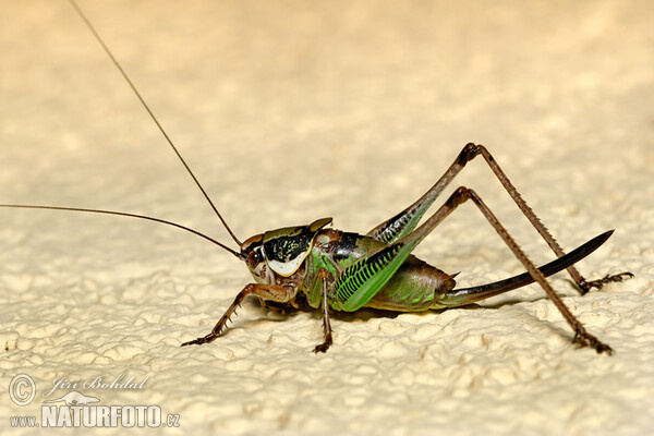 Grasshopper (Eupholidoptera schmidti)