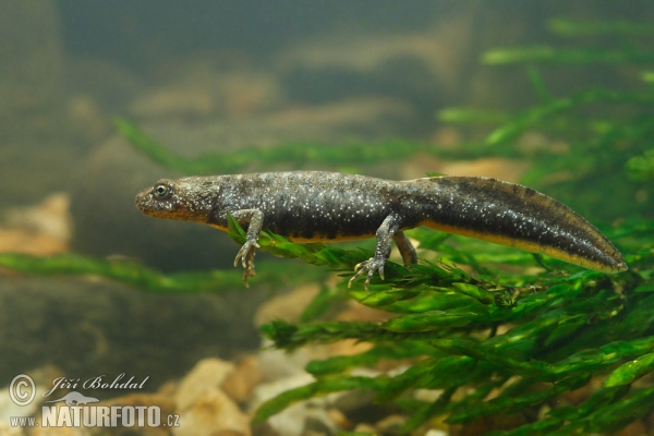 Great Crested Newt - young (Triturus cristatus)