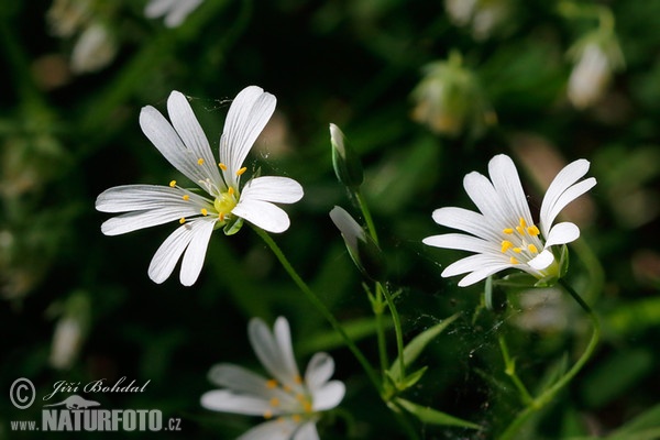 Greater Stitchwort (Stellaria holostea)