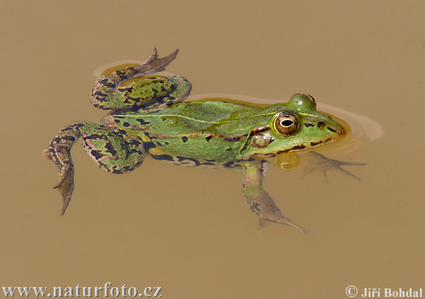 [http://www.naturephoto-cz.com/photos/others/green-frog-21217.jpg]